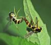 Sphaerophoria scripta